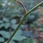 Rosa arvensis Casca