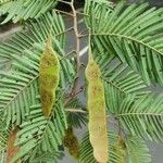 Anadenanthera colubrina ഫലം