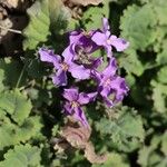 Orychophragmus violaceus Flor