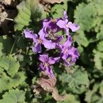 Orychophragmus violaceus Blüte