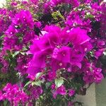 Bougainvillea glabraКвітка