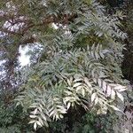 Fraxinus excelsior Leaf