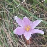 Colchicum alpinumЦвят