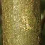 Oxandra asbeckii Corteza