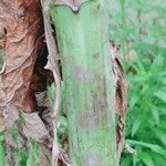 Lactuca biennis Bark