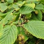 Corylopsis himalayana Fruto
