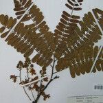 Cassia cowanii Otro