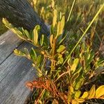 Chamaedaphne calyculata Blatt