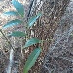 Smilax laurifolia Fuelha