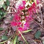 Melaleuca lophantha