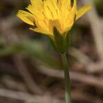 Krigia dandelion Flors