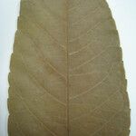 Alchornea discolor Leaf