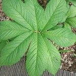 Rodgersia aesculifolia Foglia