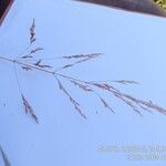 Agrostis capillarisFruitua