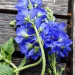 Veronica austriaca Flower