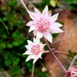 Actinotus minor Flower