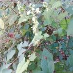 Fallopia dumetorum Flower