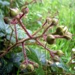 Rubus tamarensis Övriga