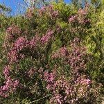 Erica australis Staniste