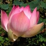 Nelumbo nucifera 花