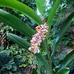 Alpinia zerumbetFlower