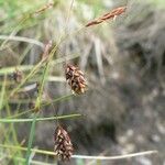 Carex limosa Vrucht