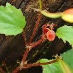 Begonia prismatocarpa Elinympäristö
