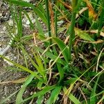 Phleum alpinum Leaf