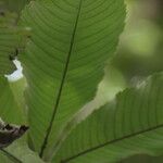 Myrianthus arboreus Blatt