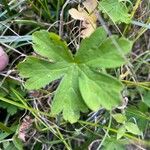 Geranium aculeolatum Leaf