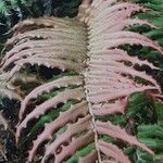 Blechnum cordatum Fulla