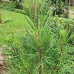 Pinus taedaBlad