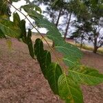 Combretum micranthum Blatt