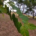 Combretum micranthum Leaf