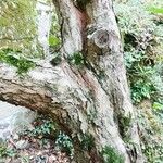 Crataegus mexicana Coajă