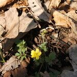 Ranunculus fascicularis Habitus