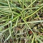 Carex ornithopoda Folha