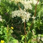 Filipendula ulmariaFleur