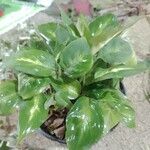 Dieffenbachia seguine葉