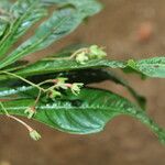 Hymenandra stenophylla Flor