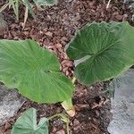 Alocasia odora Liść