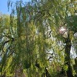 Salix × pendulina অভ্যাস