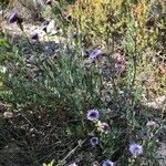 Globularia alypum ശീലം