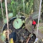 Episcia cupreata Leaf