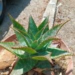 Aloe maculataBark