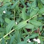 Euphorbia corollata Blad