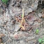 Araucaria angustifolia Corteza