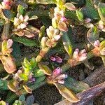 Polygonum plebeium Habitat