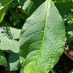 Phytolacca acinosa Leaf