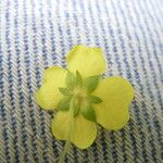 Potentilla erecta Other